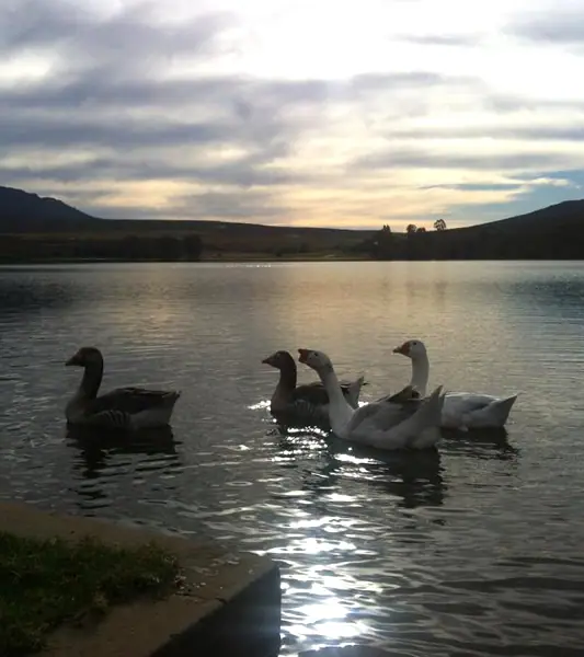 Geese on the dam at sunset