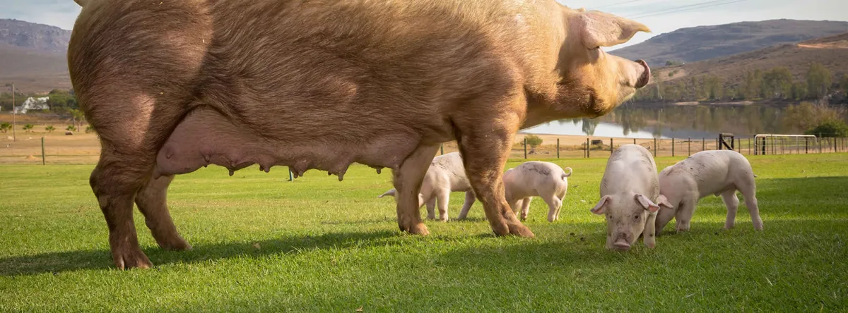 Sow and piglets on the lawn